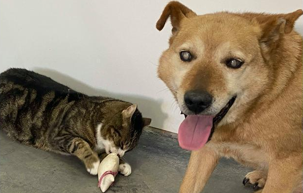 猫咪和失明狗狗的8年友情 生死相依(图1)