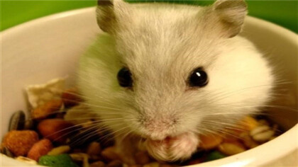 仓鼠肛门腺炎不治会死吗(图1)