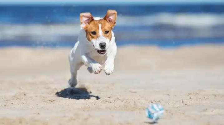 你的狗是“礼拜天健身运动狂”吗?五个方式让狗狗更健康最好(图1)