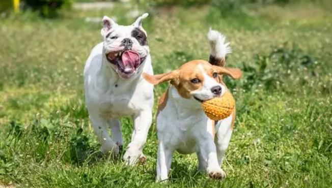 你的狗是“礼拜天健身运动狂”吗?五个方式让狗狗更健康最好(图2)