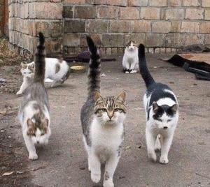 人在家中坐 猫从天上来 肯定一整窝！(图2)