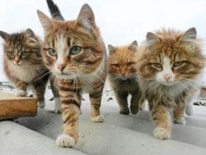 人在家中坐 猫从天上来 肯定一整窝！(图1)