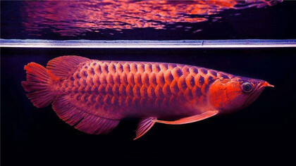 龙鱼撞缸可以咋如何处理(图1)