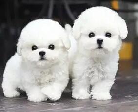 聪慧又风骚的小型犬此外小泰迪、博美、比熊犬 还有一个哪些呢(图1)