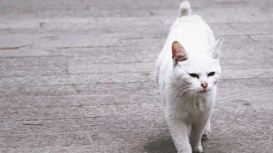 流浪猫 嘴里叼着钱求路人收留 网友：名副其实的招财猫(图1)