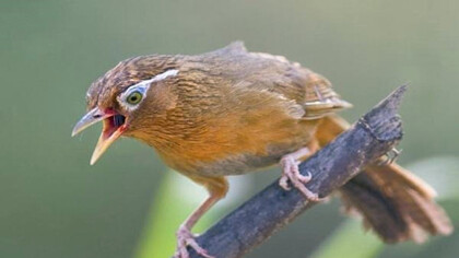 画眉鸟老山怎末被驯养(图1)