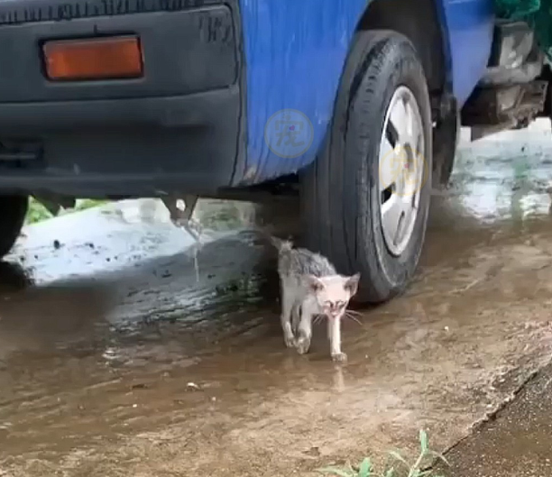 大雨中直打哆嗦的小猫 鼓起勇气和人类求助 带回家后颜值大翻身(图2)