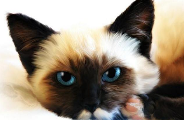 猫咪被自己的主人抱走了|打听到“孤独猫”被主人抱走榕网友既欣喜又内疚(图1)