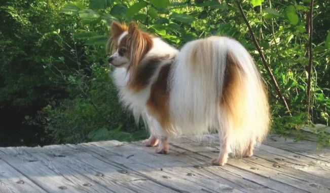 汇总资料世界上最美的10种小狗(图2)