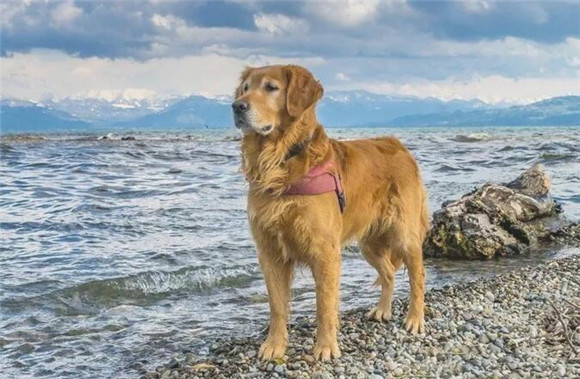 汇总资料世界上最美的10种小狗(图1)