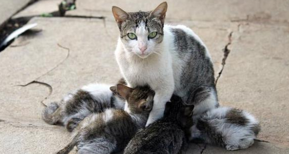 小猫重伤倒在路边 猫妈妈不断惨嚎求教 小猫被救起后它竟转身离开(图1)