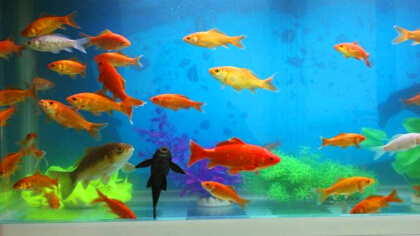 为么养鱼养单不养双(图1)