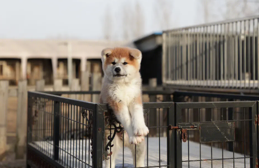 家新手铲屎官给狗狗冲澡要注意了的5个难题(图2)