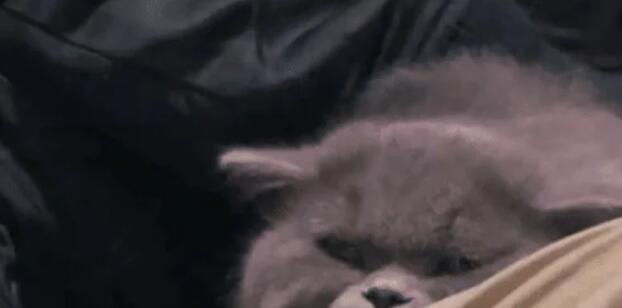 小伙和猫咪在看恐怖片 看见鬼进去后 猫咪的表情亮了(图3)