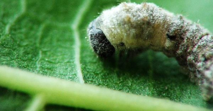 该如何饲养蚕宝宝(图1)