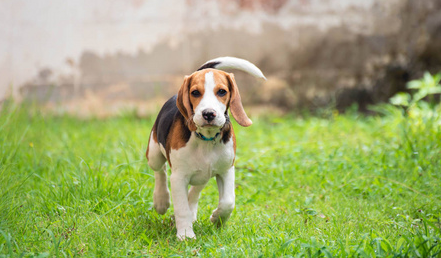 雨天不可以遛狗？那样的方式轻松松如何处理！(图2)