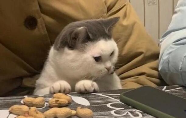 主人把猫咪抱怀里 猫咪趁主人不特别注意 小爪爪偷了一颗花生(图2)