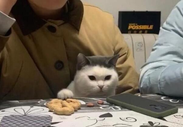 主人把猫咪抱怀里 猫咪趁主人不特别注意 小爪爪偷了一颗花生(图1)