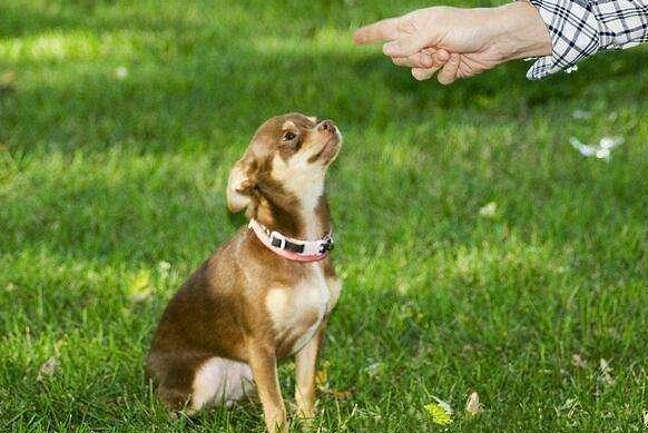 家里小狗有这几类不良的习惯吗(图1)