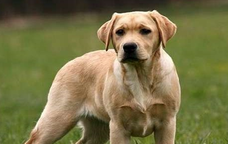 家里小狗有这几类不良的习惯吗(图2)