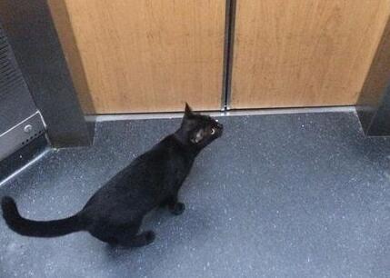 网友搭电梯遇黑猫到底它想去哪儿呢(图1)