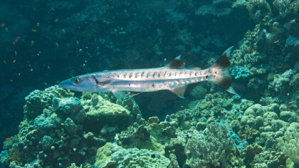 还没有鱼饲料给鱼吃什么(图1)