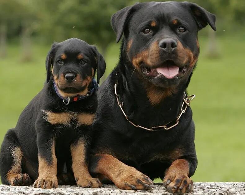 最合适家庭喂饲的3种护卫犬 有了你无比喜爱的吗？(图1)