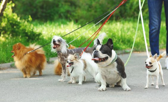 教你在家里极大代价狗狗活力的五个方式 务必知道！(图1)