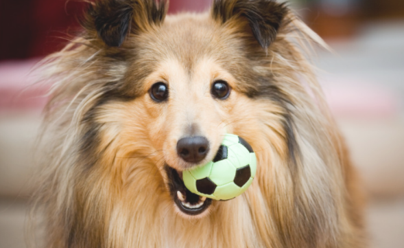 教你在家里极大代价狗狗活力的五个方式 务必知道！(图2)