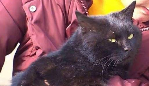 流浪猫被救后变“醋坛子” 与狗狗争宠 极为严重到“尾随而来”网友遛狗(图1)