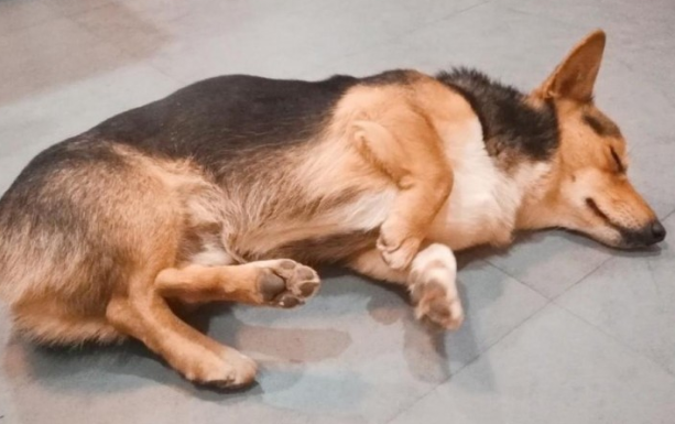 狗狗身体抽搐的缘故有5个 可能会是身体出难题了(图1)