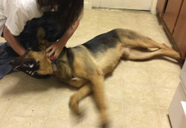 狗狗身体抽搐的缘故有5个 可能会是身体出难题了(图2)