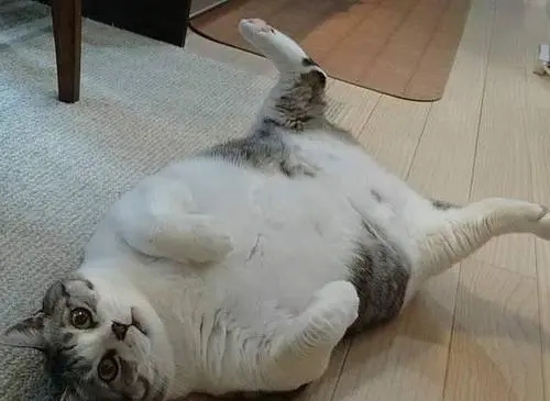 铲屎官帮猫咪健康减肥的方法 直接导致许多网友争议 你有什么看法？(图1)