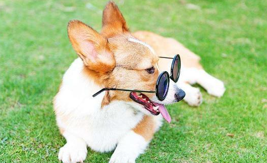 分类汇总最可爱小狗 二哈小泰迪没能入选 第一大跌眼睛(图1)