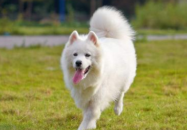 分类汇总最可爱小狗 二哈小泰迪没能入选 第一大跌眼睛(图2)