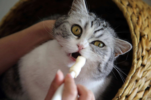 手机再不小心掉到地上 猫咪急忙跑下来 收获了几张奇怪的的自拍(图2)