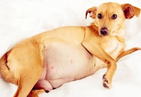 狗狗假孕是什么呢症状？狗狗假孕要如何治疗好？(图1)