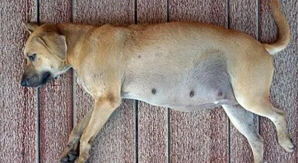 狗狗假孕是什么呢症状？狗狗假孕要如何治疗好？(图2)