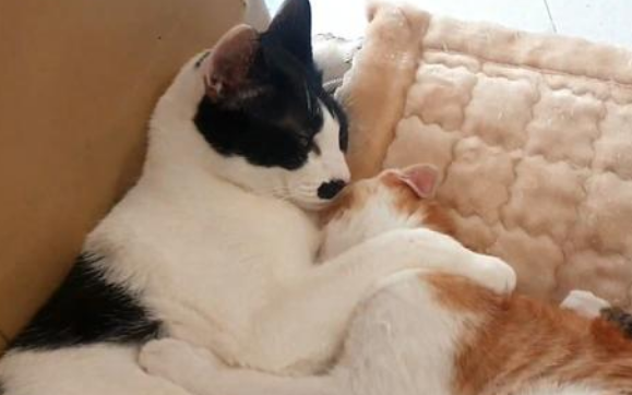 巧遇一人流浪吧的小猫 把它带回来家后 猫妈妈找上门来要孩子(图1)