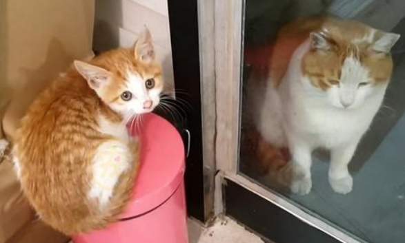 巧遇一人流浪吧的小猫 把它带回来家后 猫妈妈找上门来要孩子(图2)