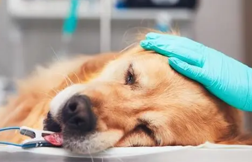 小狗得了“传染性肝炎”又能被救起么？！(图2)