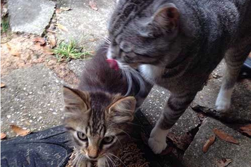 超暖心！英短浪猫散步聊天捡来小浪猫想猫奴相互收编(图1)