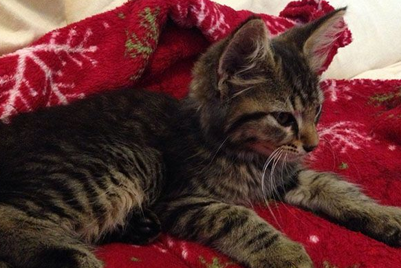 超暖心！英短浪猫散步聊天捡来小浪猫想猫奴相互收编(图2)