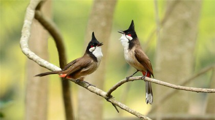 怎末养红耳鹎(图1)