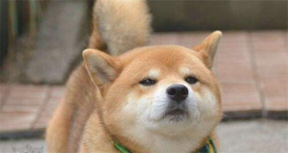 遛狗老是爆冲怎摸处理遛狗确实是有骨折的风险？(图1)