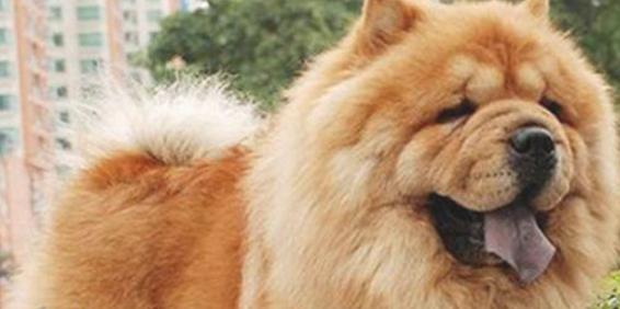 遛狗老是爆冲怎摸处理遛狗确实是有骨折的风险？(图2)