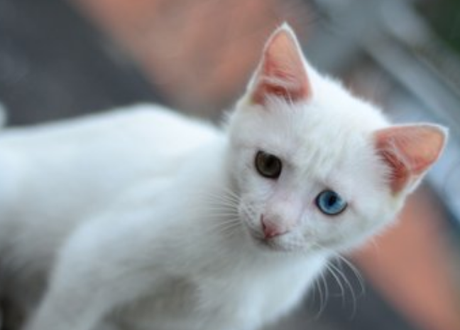 买农舍送15只猫 也有那样的好事？(图1)