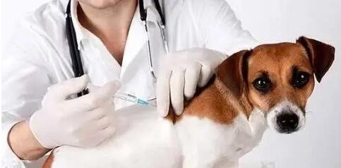 犬瘟早期中后期中后期的症状有什么东西(图1)