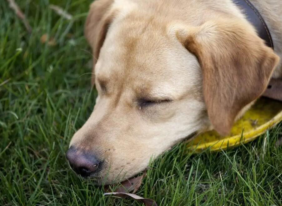 犬瘟早期中后期中后期的症状有什么东西(图2)