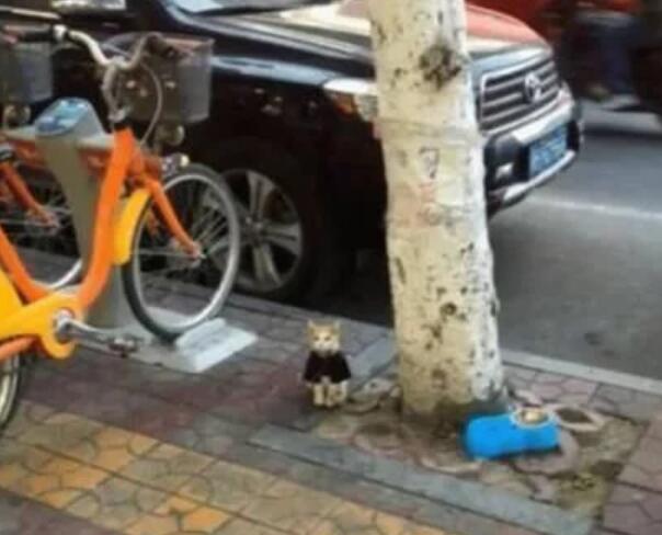 猫咪被拴在树下 女孩上前救回 注意到纸条默默无语离开了(图1)